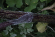 Thumbnail IMG_4780.JPG 