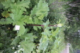 Thumbnail IMG_4782.JPG 