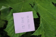Thumbnail IMG_4783.JPG 
