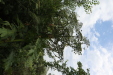 Thumbnail IMG_4938.JPG 