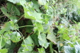 Thumbnail IMG_4943.JPG 