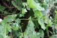 Thumbnail IMG_4944.JPG 