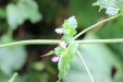 Thumbnail IMG_4945.JPG 