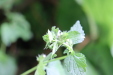Thumbnail IMG_4946.JPG 
