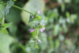 Thumbnail IMG_4947.JPG 