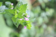 Thumbnail IMG_4948.JPG 