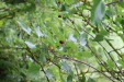 Thumbnail IMG_4949.JPG 