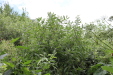 Thumbnail IMG_4951.JPG 