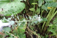 Thumbnail IMG_4952.JPG 