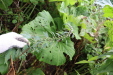 Thumbnail IMG_4954.JPG 