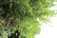 Thumbnail IMG_4955.JPG 