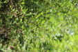 Thumbnail IMG_4956.JPG 