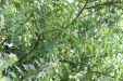 Thumbnail IMG_4957.JPG 