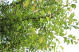 Thumbnail IMG_4958.JPG 
