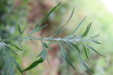 Thumbnail IMG_4960.JPG 