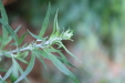 Thumbnail IMG_4962.JPG 