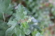Thumbnail IMG_4963.JPG 