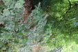 Thumbnail IMG_4964.JPG 