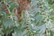 Thumbnail IMG_4965.JPG 