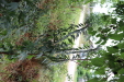 Thumbnail IMG_4966.JPG 