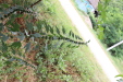 Thumbnail IMG_4967.JPG 