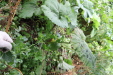 Thumbnail IMG_4968.JPG 