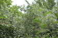 Thumbnail IMG_4971.JPG 