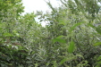 Thumbnail IMG_4972.JPG 