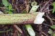 Thumbnail IMG_4973.JPG 