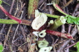 Thumbnail IMG_4975.JPG 