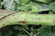 Thumbnail IMG_4978.JPG 