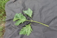 Thumbnail IMG_4979.JPG 