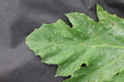 Thumbnail IMG_4982.JPG 