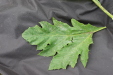Thumbnail IMG_4983.JPG 