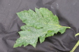 Thumbnail IMG_4984.JPG 