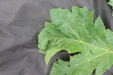 Thumbnail IMG_4985.JPG 