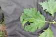 Thumbnail IMG_4986.JPG 