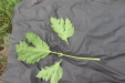 Thumbnail IMG_4987.JPG 