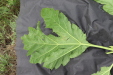 Thumbnail IMG_4988.JPG 