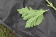 Thumbnail IMG_4989.JPG 