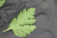 Thumbnail IMG_4990.JPG 