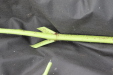 Thumbnail IMG_4991.JPG 