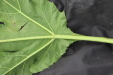 Thumbnail IMG_4992.JPG 