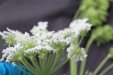 Thumbnail IMG_4995.JPG 