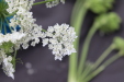 Thumbnail IMG_4996.JPG 