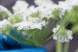 Thumbnail IMG_4998.JPG 