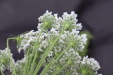 Thumbnail IMG_5002.JPG 