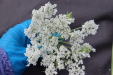 Thumbnail IMG_5004.JPG 
