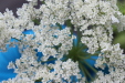 Thumbnail IMG_5006.JPG 