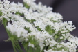 Thumbnail IMG_5007.JPG 